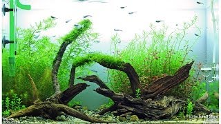 by the Forest Shore  Day 35  ADA 60 cm Aquarium [upl. by Tihw255]