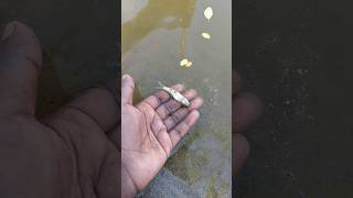 I saved a small Bata fish 🐠 I helped 1 fish go home 🏠 shorts animals fish shakibshakil10 [upl. by Bubalo]