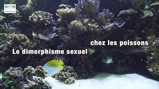 Le dimorphisme sexuel chez les poissons [upl. by Ettennek]