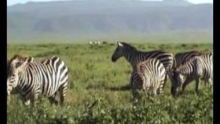 Wildlife in the Ngorongoro crater 1 [upl. by Enitsuj57]