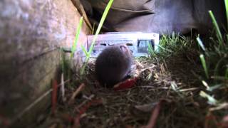 Voles in the backyard [upl. by Genisia500]