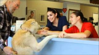 Laser therapy in pets [upl. by Lahcym]