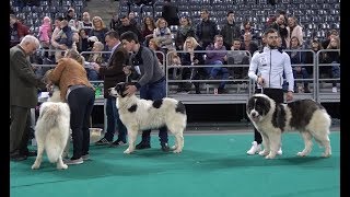 Expozitie Canina Internationala Cluj Napoca Cluj  2019 [upl. by Brana]