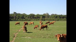 Pisa  Allevamento e Agricoltura nel Parco di San Rossore [upl. by Ayocat]