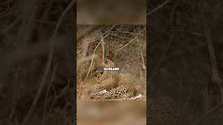 Anna the dabbling leopard healing shortvideo leopard funny unbelievable shorts [upl. by Dahcir315]