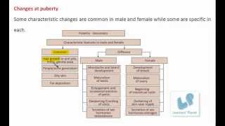 Changes at the Age of PubertyAge of adolescence grade 8 cbse science videos [upl. by Atiuqnahs]