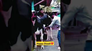 Happy Diwali ❤️❤️ shorts youtubeshorts trending viralvideo funny comedy surajhutiyapa diwali [upl. by Leakcim]