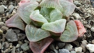 How Im Planting Haworthia Pygmeae Seeds Part 1 [upl. by Wharton]