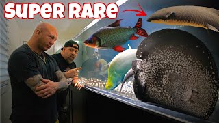 You won’t believe what fish he gave us 🤯 AMAZING MONSTER FISH ROOM [upl. by Toolis]