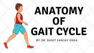 Gait Cycle Muscle Activity [upl. by Victorine]