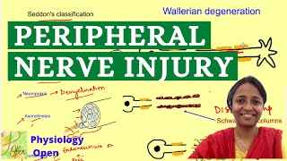 Wallerian degenration and regeneration  Nerve injury classification  Physiology mbbs 1st year [upl. by Sandry]