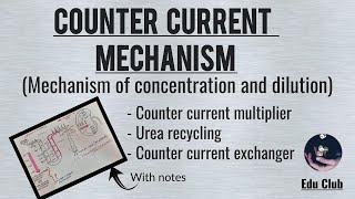 Counter Current Mechanism In Kidney  Renal Physiology [upl. by Lynea]