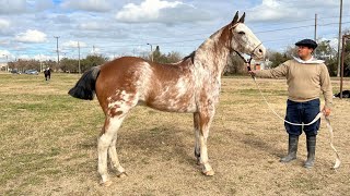 VENDIDO Caballo Overo colorado pampa funcional 3200000 LOSEQUINOSCOM [upl. by Achilles]