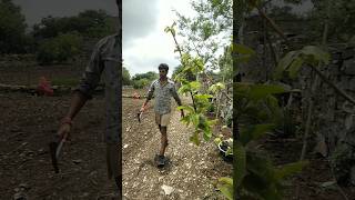 sow cowpea seeds today nature farming agriculture cowpea shorts [upl. by Enniroc806]