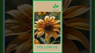 Pinwheel Coneflower Care plant houseplants gardening coneflower plantcare plantlife [upl. by Sadnalor]