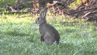 Säugetiere 5  Ein Wildkaninchen springt und klopft Bodenheim [upl. by Demakis]