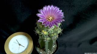 サボテン開花タイムラプス 「コリファンタ・紅葉象牙丸」  Timelapse video of flower of Cactus quotCoryphantha elephantidensquot [upl. by Annairoc224]