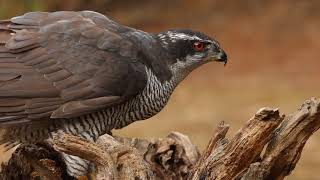 Northern goshawk Accipiter gentilis [upl. by Niknar745]