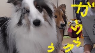 【可愛いシェルティ】飼い主に噛み付く問題行動。Cute SheltieProblem behavior that the owner bites [upl. by Ertnod]