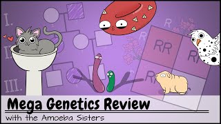 Mega Genetics Review [upl. by Wamsley]