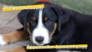 WauTV  Appenzeller Sennenhunde Welpen Aufzucht [upl. by Zebadiah]