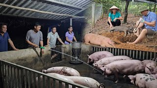 Pig disease kills throughout the farm Selling liquidated pigs is considered giving away Ep 217 [upl. by Stefanac813]