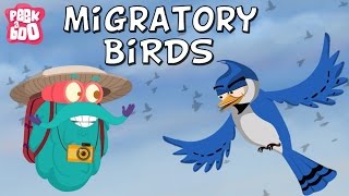 Migratory Birds  The Dr Binocs Show  Learn Videos For Kids [upl. by Mirilla]