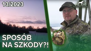 SUDECKA OSTOJA 132023 Sposób na obniżenie szkód Wabimy lisy  Fox hunting [upl. by Lawford]