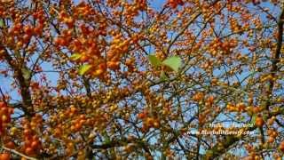 Malus x Evereste Crab Apple [upl. by Kironde]