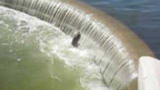 Muskies Jumping Over Wingra Creek Damavi [upl. by Marozas]