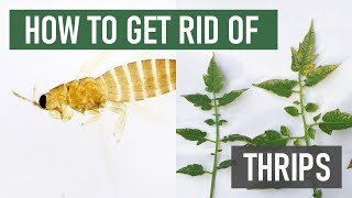 How to Get Rid of Thrips 4 Easy Steps [upl. by Jamima]