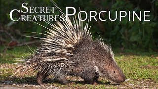 Secret Creatures Porcupine 🌿🦔 Natures Quill Masters [upl. by Nrubloc]