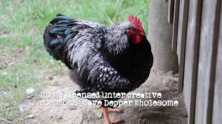 Barnevelder Chicken [upl. by Issor]