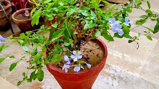 Flowering Plant Plumbago Caring Tips  HindiUrdu [upl. by Orv]