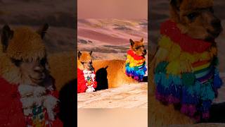 Vinicunca Rainbow Mountain Peru 🇵🇪 peru shorts travel latinamerica vibes rainbowmountain [upl. by Thadeus]