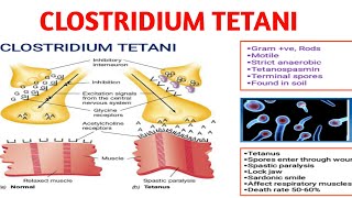 Clostridium tatani  Tetanus  Medical microbiology [upl. by Naashar]