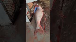 Amazing Fish Cutting Skills l Big Pangas Fish Cutting Video In Fish Marketshortvideo [upl. by Noletta]