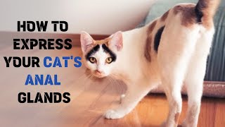 Cat Anal Glands How to Successfully Express Your Cats Anal Glands 🌟 [upl. by Scot]