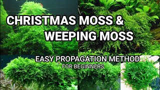 Christmas Moss and Weeping Moss easy propogation Beginners infoAquariummoss Aquariumplants [upl. by Danaher813]