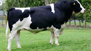 HolsteinFriesian bulls [upl. by Ambrosane632]