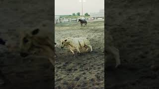 Bucking bull riding rodeo cowboy shorts [upl. by Llertnom]