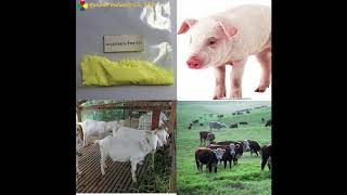 Oxytetracycline HCl soluble powder for animal use [upl. by Darcee]