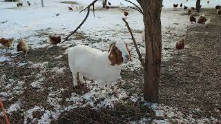 Ziegen auf der Bauernhof Weide im Schnee Österreich Gehege Anlage Hausziege Ziege Zicklein Geiß Bock [upl. by Asserat]