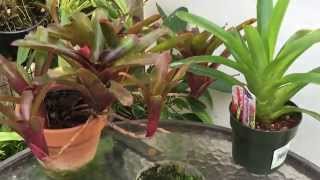 GROWING BROMELIADS FROM SEEDS HOW TO SOW BROMELIAD SEEDS [upl. by Arly]