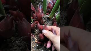 Beautiful nature and pruning of vegetables gardenplants gardeningharvest freshfood [upl. by Zendah]