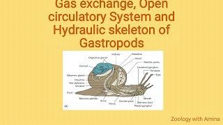 Gas exchange Open circulatory system and hydraulic skeleton of class Gastropoda [upl. by Eatnohs]