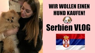 Serbien Vlog  wir suchen nach einem Pomeranian Hunde Welpen l Desideria Vlogs [upl. by Tolecnal]