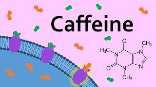 Caffeine and Adenosine Receptors [upl. by Georgia]