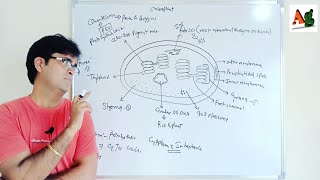 Chloroplast structure and function  Chromoplast  Leucoplast  Cell Biology  Agriculture [upl. by Alyson]