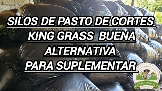 Porque hacer silos de pasto de corte Kingrass como suplemento [upl. by Elamaj560]